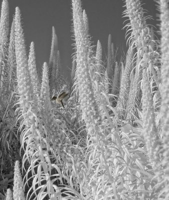 hummer-1-crop-upload.jpg