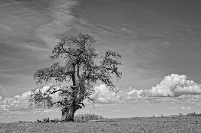 Table-Mountain-oak-1-BW-Neutral-upload.jpg