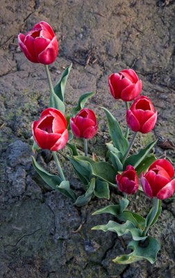 Tulips-in-the-dirt-1upload.jpg