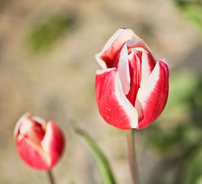 varegated-tulip-frosty-upload.jpg