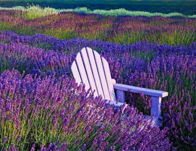 chair-in-lavender-upload.jpg