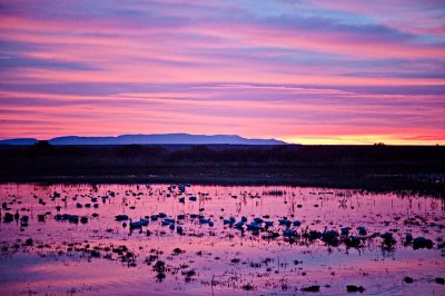 Bosque-predawn-upload.jpg
