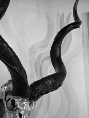 Cattle-horn-shadow-upload.jpg