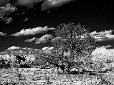 dormant-cottonwood-upload.jpg