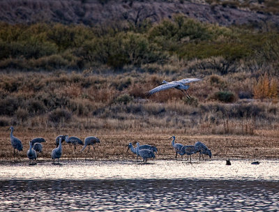 Sandhill-Crane-landing-upload.jpg