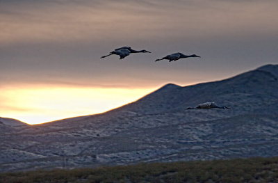Sandhill-Cranes-last-light-upload.jpg