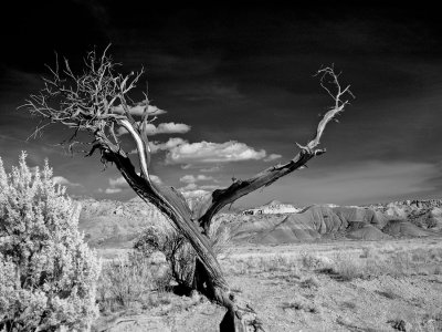 twisted-Juniper-upload.jpg
