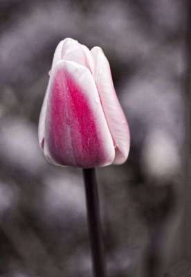 lone-tulip-water-drop-tinted.jpg