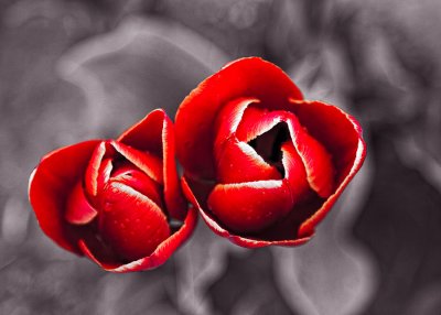 tulip-pair-1-hand-tinted.jpg