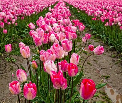 tulips-in-perspective1-upload.jpg