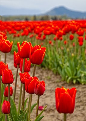 tulips-in-perspective-2-upload.jpg