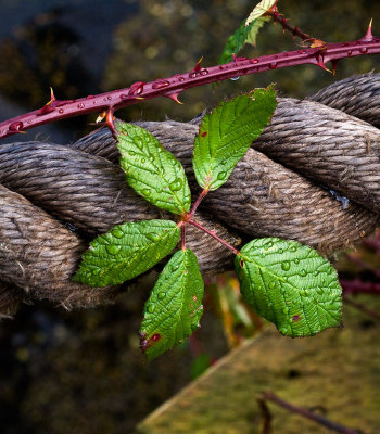 vines-and-rope-1-upload.jpg