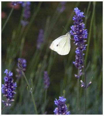 Common White Butterfly