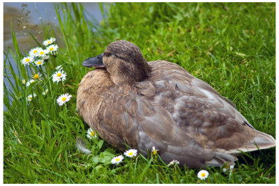 Sleeping Duck