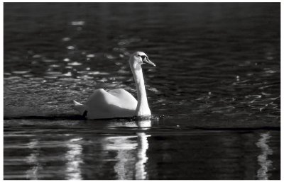 Monochrome Swan