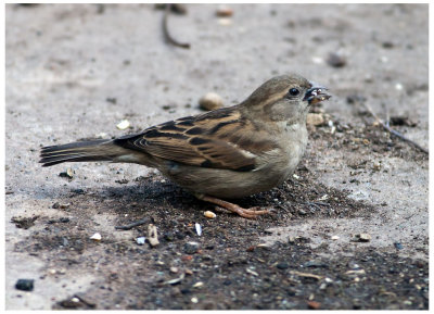 Young Female Sparrow
