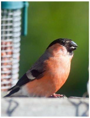 Male Bullfinch