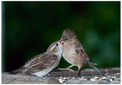 Female Sparrow Feeding Fledgling