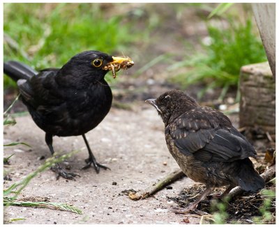 Male Blackbird Feeding Fledgling
