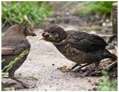 Female Blackbird Feeding Fledgling