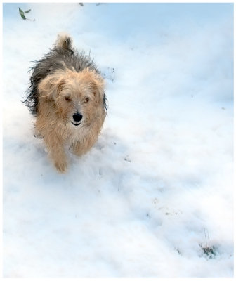 Poppy in the Snow, January 2010