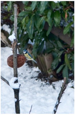 BlueTit in the Snow, January 2010