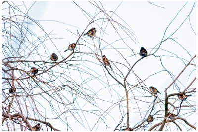 Flock of Goldfinches