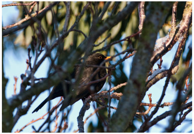 Male Blackbird in tree