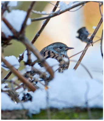 Dunnock in the Snow, January 2010