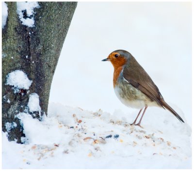 Robin in Snow, January 2010