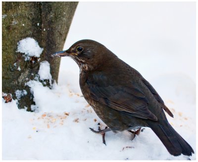 Female Blackbird in Snow, January 2010