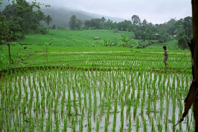 rice and rain