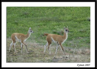 Guanacos