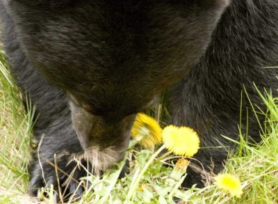 Bear Eating Dandelions