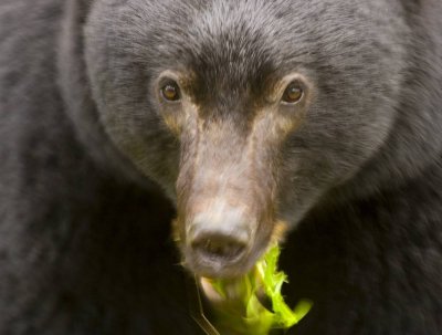 Bear Portrait