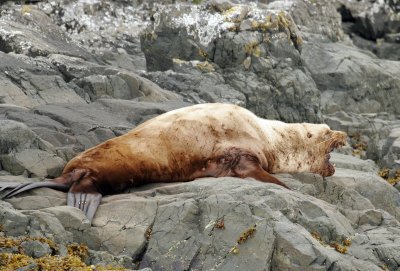 Beat up old sea lion