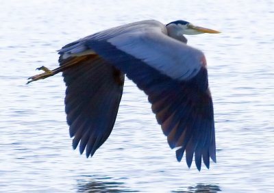 Heron takes off