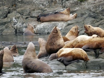 Still more sea lions