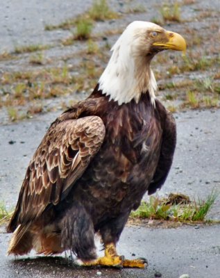 Scruffy old one-legged eagle