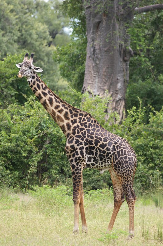 Thornycrofts Giraffe