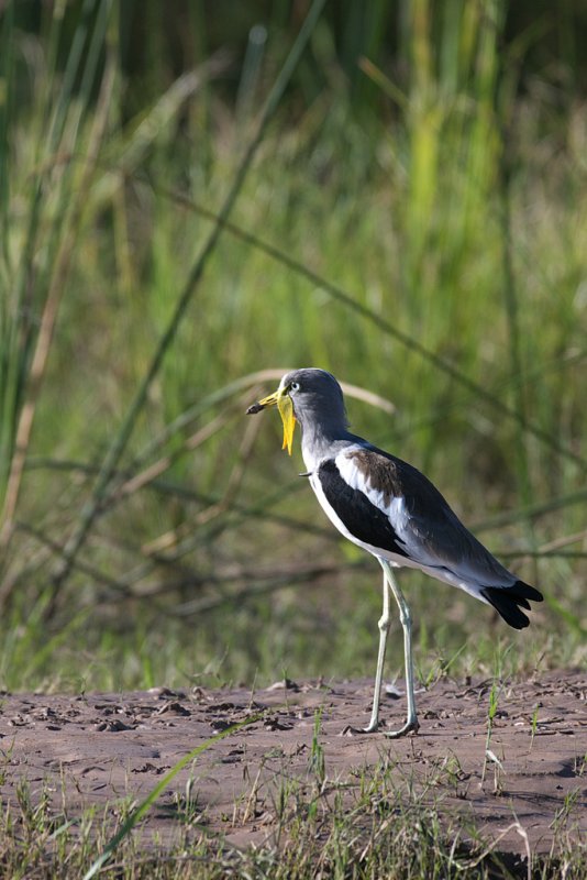 Vanellus albiceps