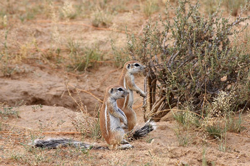 Ground squirrel