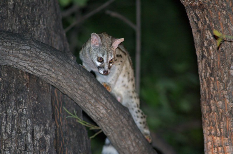 Large-spotted genet