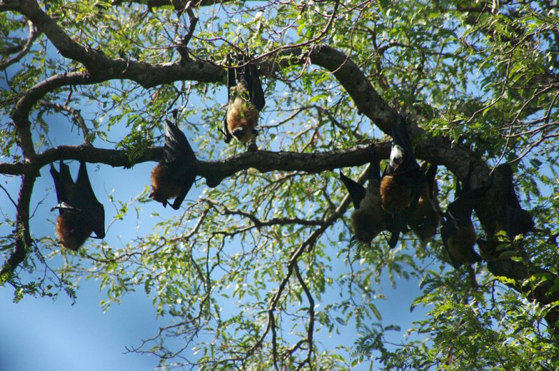 Madagascar flying fox