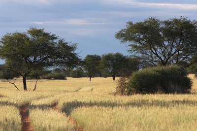 Kalahari 2010