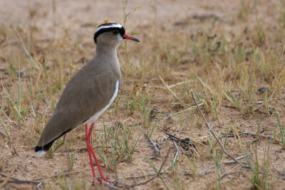 Vanellus coronatus