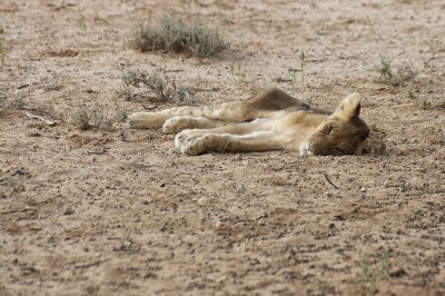 Dying lioness