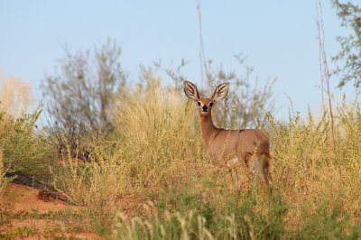 Steenbok