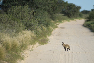 Bat eared fox