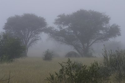 Misty morning in the Kalahari